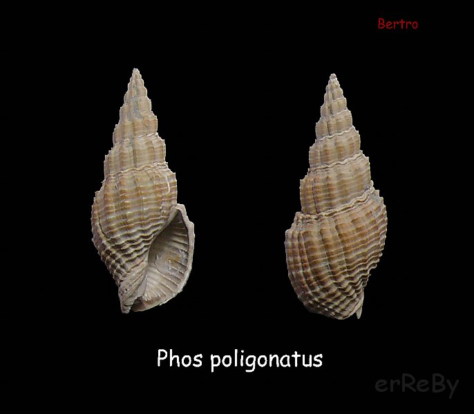 Phos poligonatus.jpg
